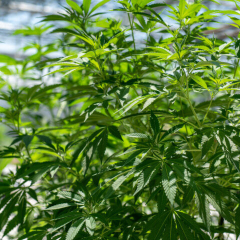Which grower are you?
