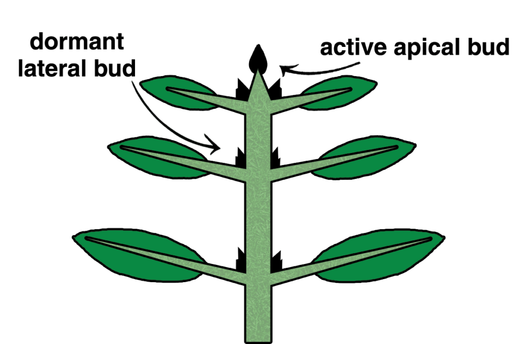 three-roles-of-the-auxin-plant-hormone-general-hydroponics