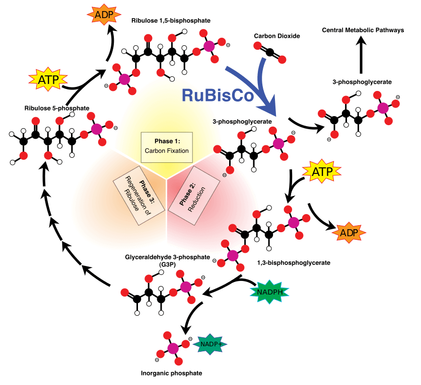 What is CO2 enrichment and is it for you?