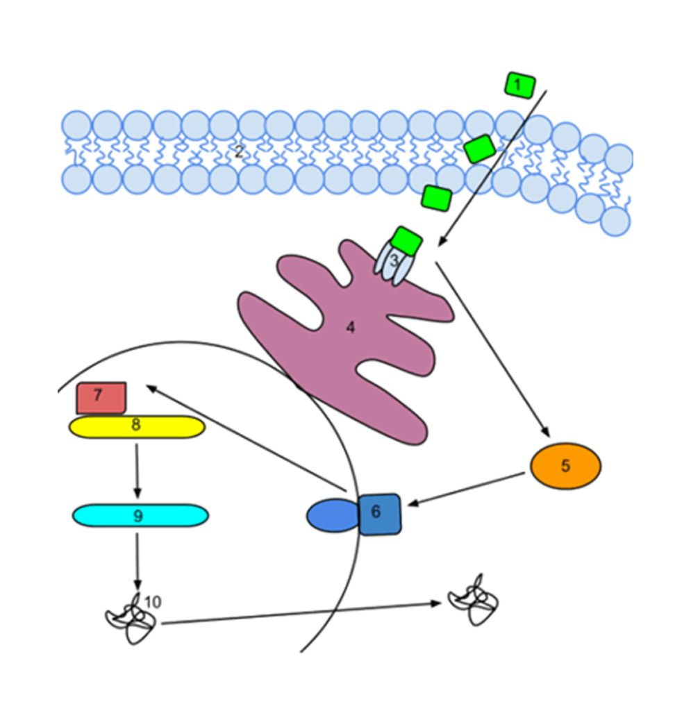 The ripening hormone: Ethylene