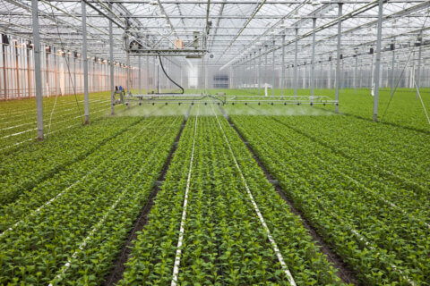 How to use Flora Pro