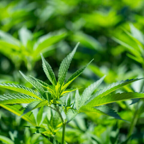 FAQs About Hydroponics Nutrients