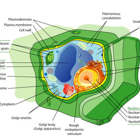 Defending your plants against pathogens