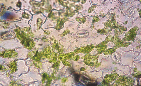 Why do plants need potassium?