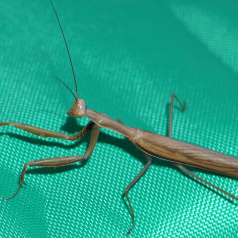 How to control damaging insects and mites by introducing helpful predatory insects
