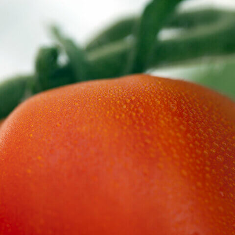 The ripening hormone: Ethylene