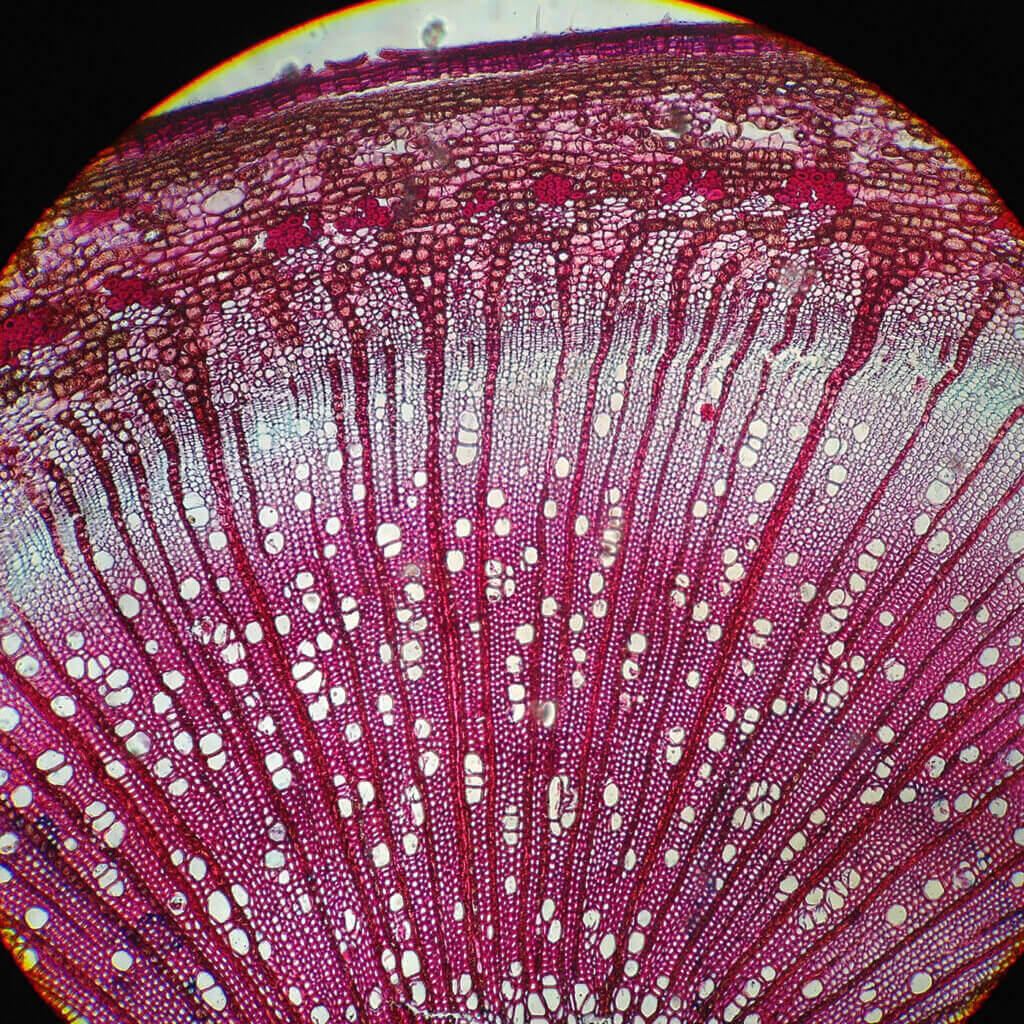 Understanding a plant’s vascular system